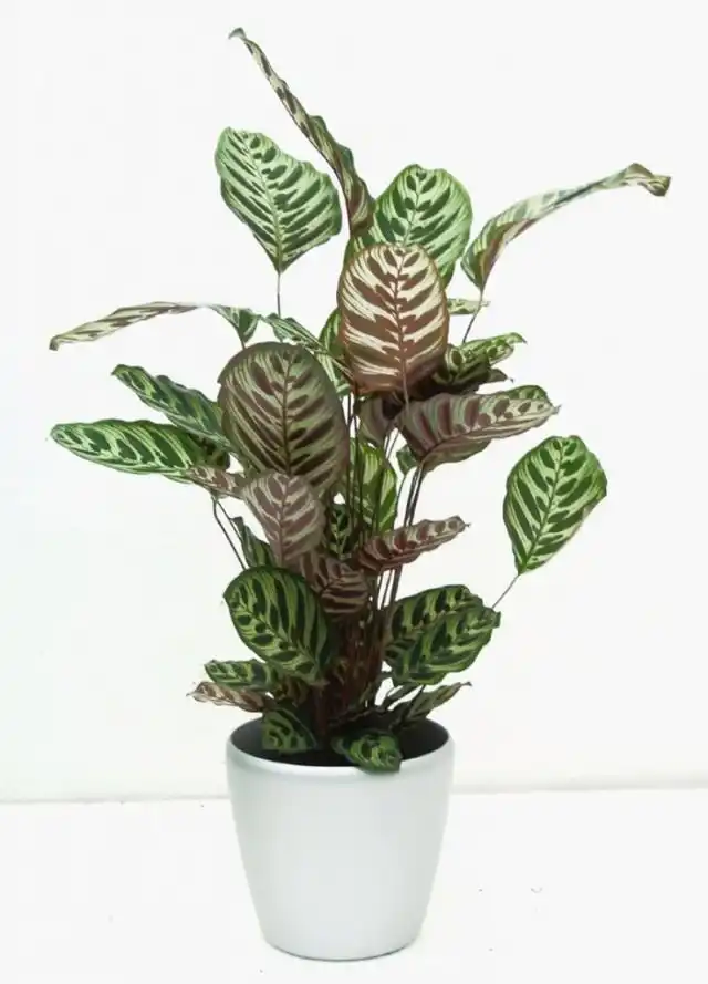 Калатея Макоя (Calathea makoyana)