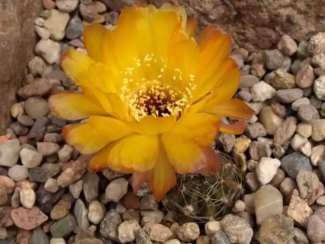 Элинопсис Хрисанта, или Лобивия Хрисанта (лат. Echinopsis chrysantha)
