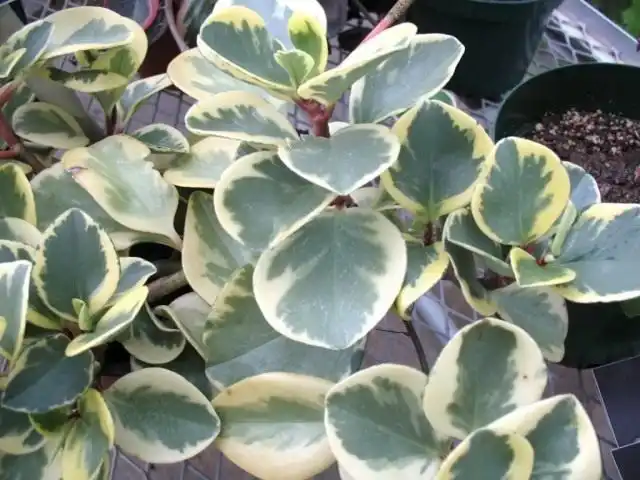 Пеперомия туполистная 'Variegata'