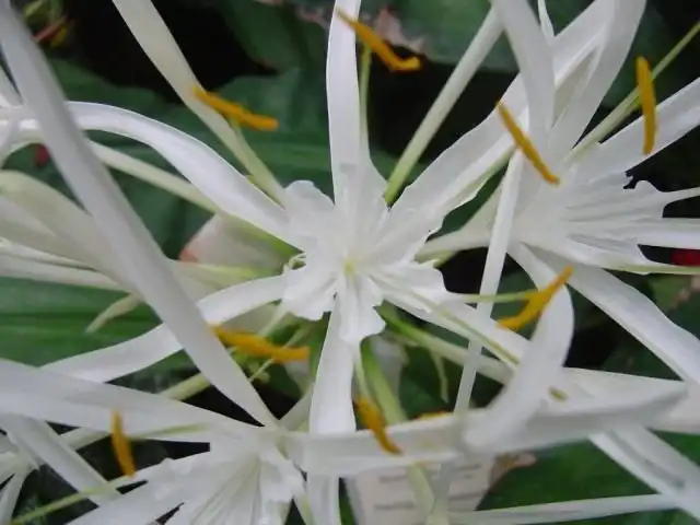 Панкраций прекрасный, или Гименокаллис прекрасный