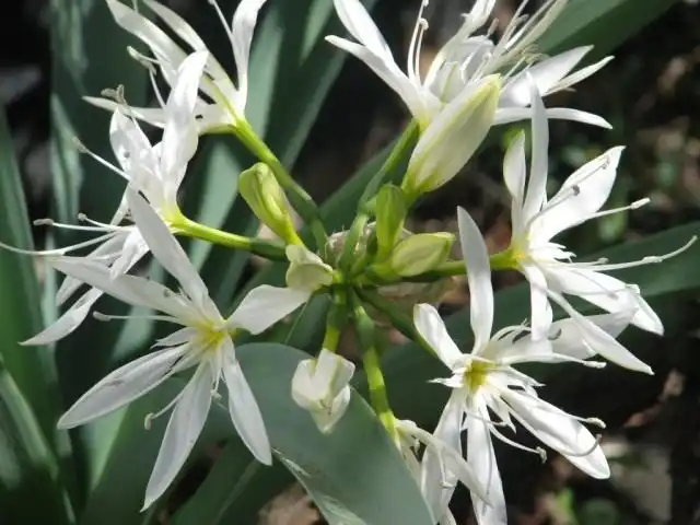 Панкраций иллирийский (лат. Pancratium illyricum)
