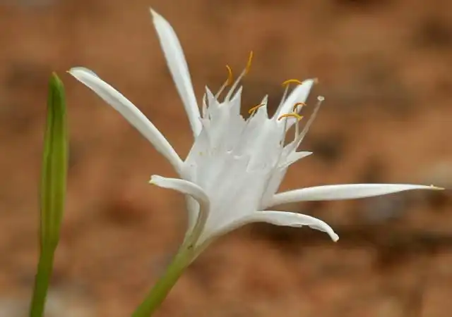 Панкраций малый (лат. Pancratium parvum)