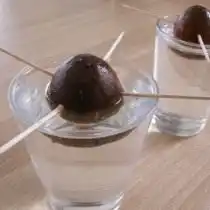 Семена авокадо, проращивание в воде