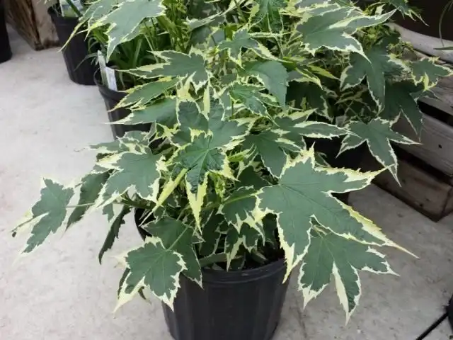 Абутилон 'Souvenir de Bonn', пестролистная форма