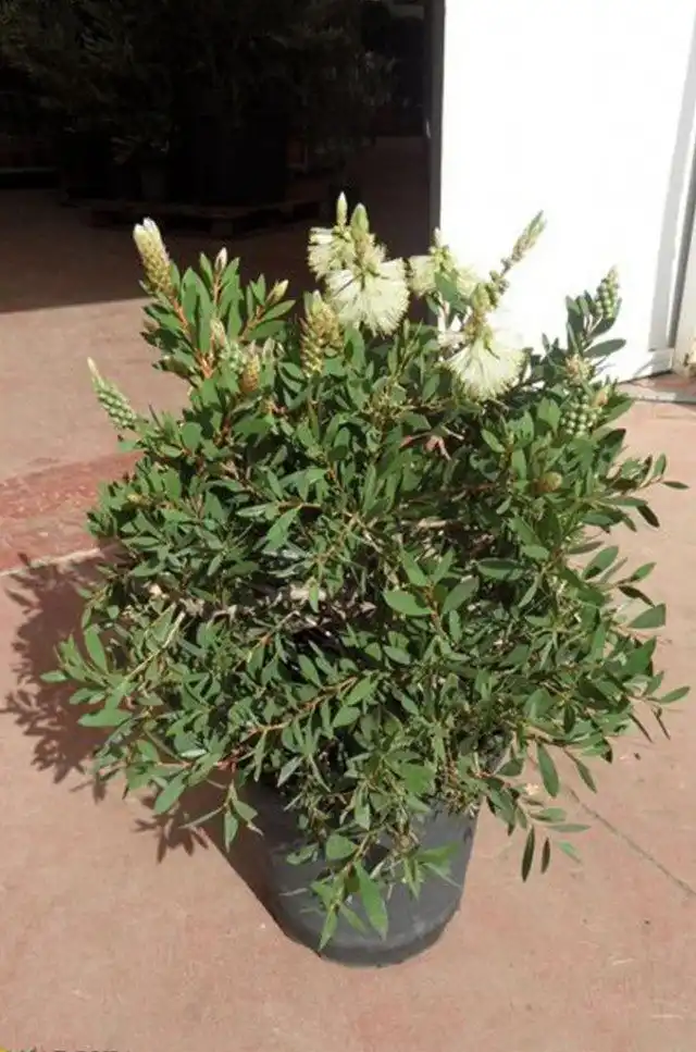 Каллистемон лимонный 'White Anzac'