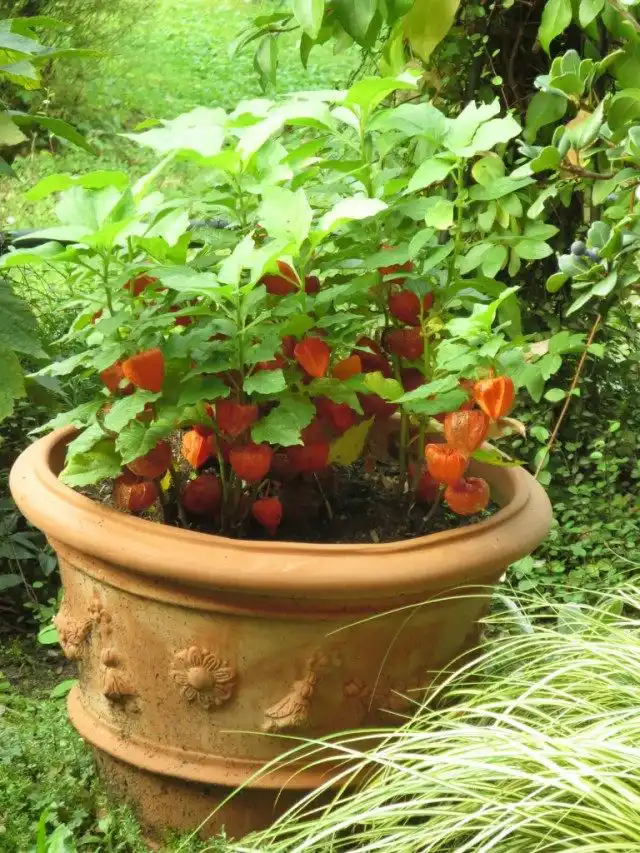 Физалис выращиваемый в вазоне