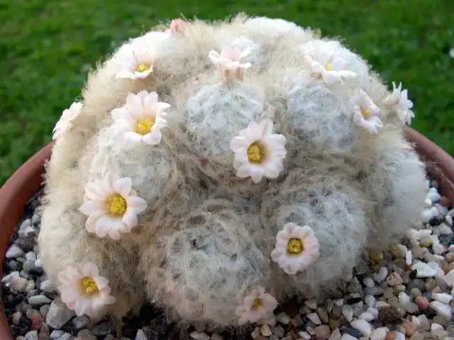 Маммиллярия перистая (Mammillaria plumosa)