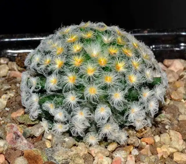 Маммиллярия Шиде (Mammillaria schiedeana)