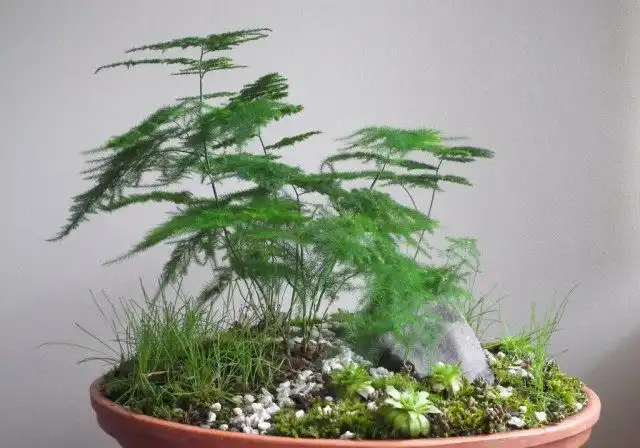 Аспарагус перистый (Asparagus setaceus)