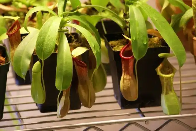 Гибрид Непентеса (N. ventricosa x N. spathulata)