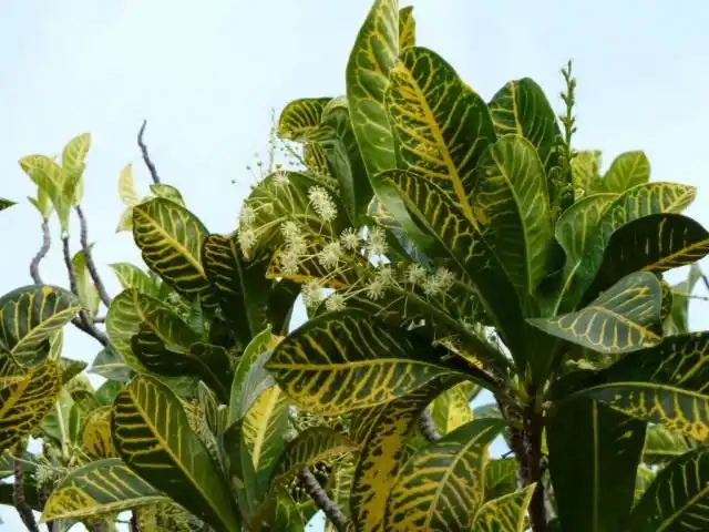 Кодиеум пёстрый