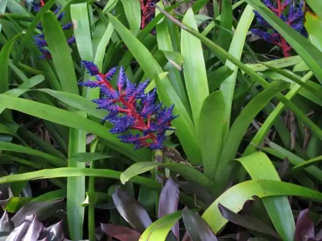 Соцветия Эхмеи «Синее танго» (Blue Tango)