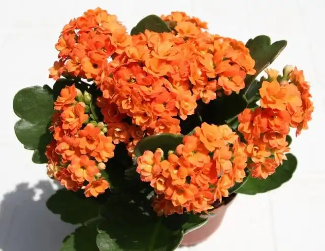 Каланхоэ Блоссфельда (Kalanchoe blossfeldiana)