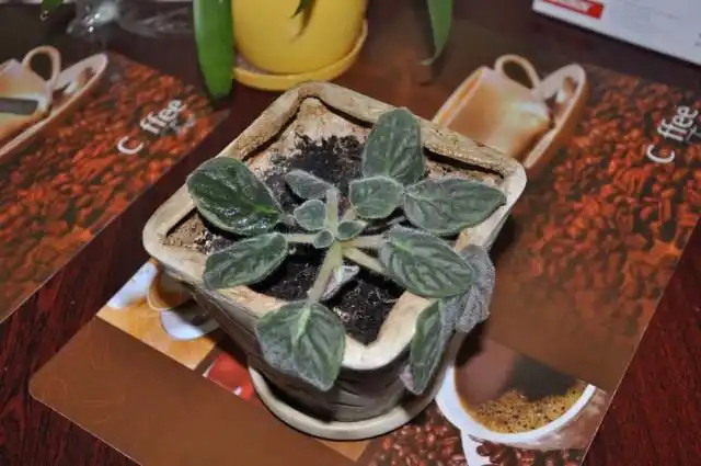 Фиалка, нуждающаяся в обновлении