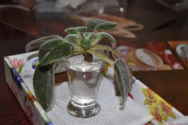 Поставьте фиалку в стаканчик с водой