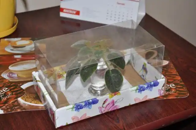 Поместите фиалку в тепличку