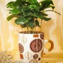 Кофейное дерево