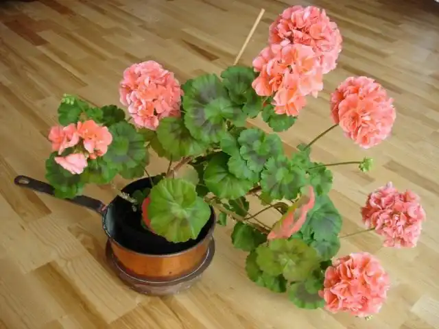 Пеларгония