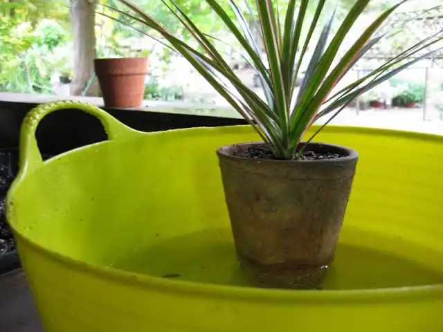 Поставьте горшок с растением в ёмкость с водой