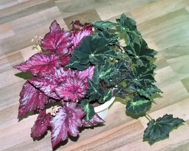 Бегонии (Begonias)