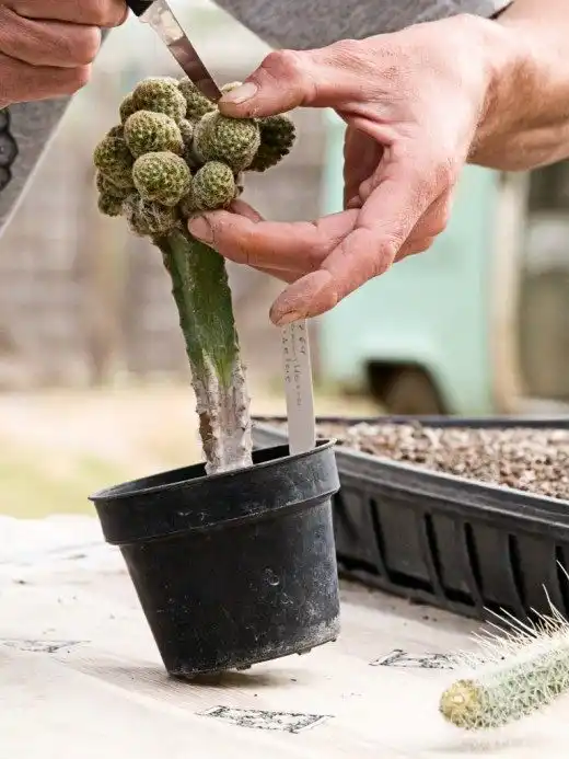 Cactaceae, Австралія, Африка,