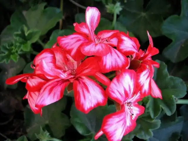 Пеларгония плющелистная, или Пеларгония плющевидная, или Пеларгония щитовидная