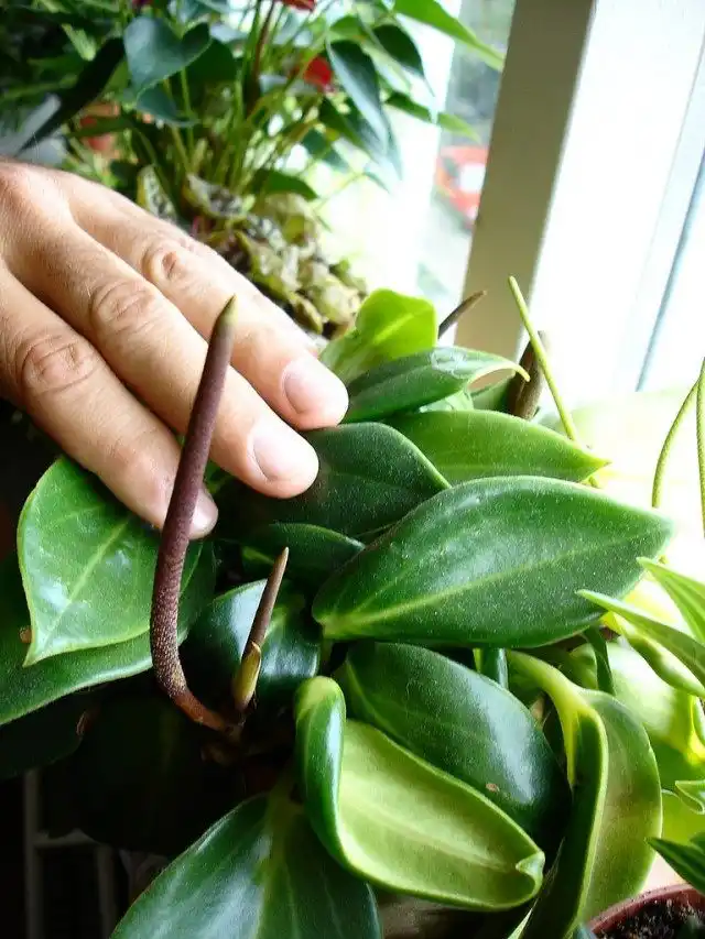 Пеперомия (Peperomia)