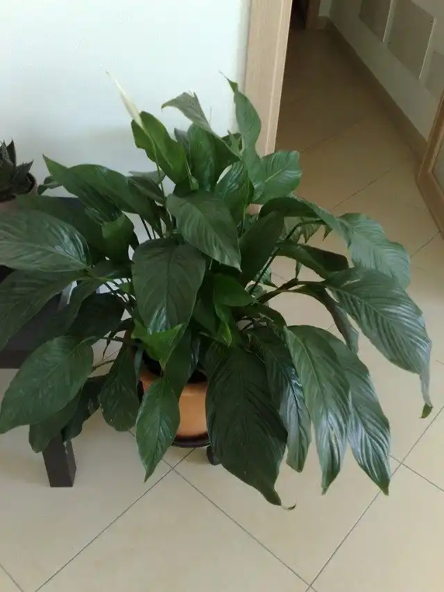 Спатифиллум (Spathiphyllum)