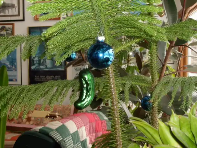 Араукария разнолистная (Araucaria heterophylla)