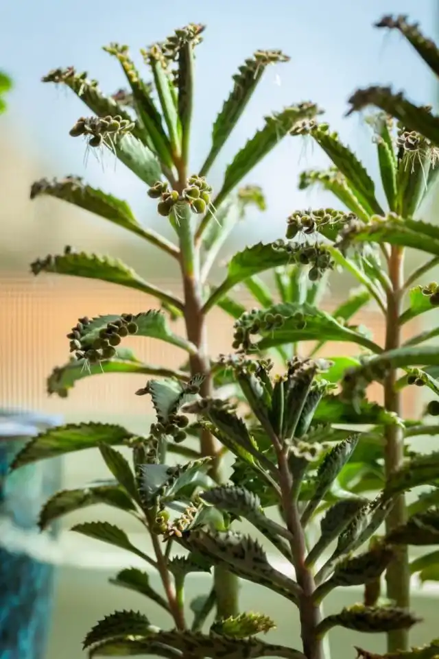 Каланхоэ Дегремона (Kalanchoe daigremontiana)