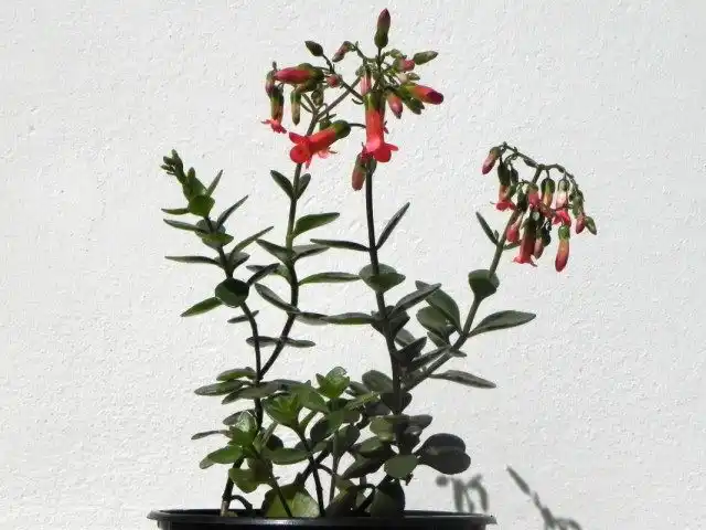 Каланхоэ Мангина (Kalanchoe manginii)