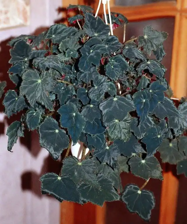 Бегония Боуера «Вифлеемская звезда» (Begonia bowerae 'Bethlehem Star')