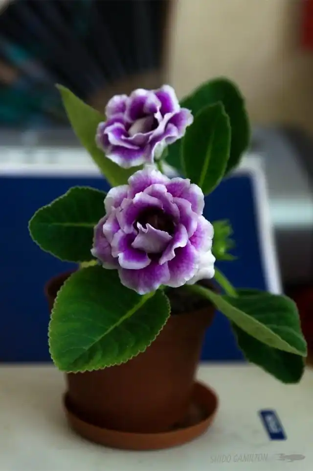 Синнингия красивая, или Глоксиния гибридная (Sinningia speciosa), сорт 'Burgundia Quine'