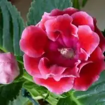 Глоксиния, или Синнингия красивая