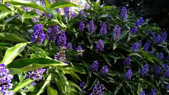 Дихоризандра букетоцветная (Dichorisandra thyrsiflora)
