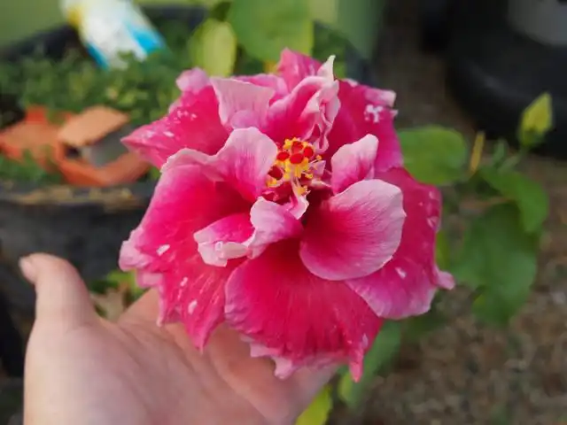 Сортові гібіскуси. Кохання,