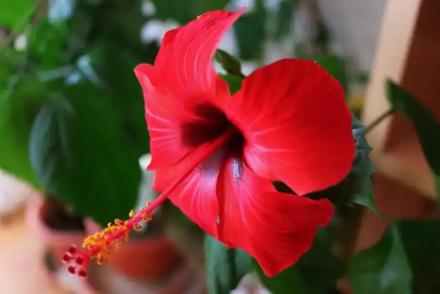 Гибискус (Hibiscus)