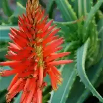 Алоэ древовидное (Aloe arborescens)