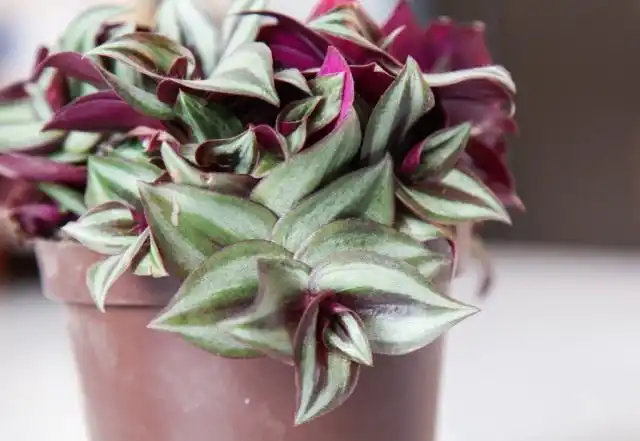 Традесканция висячая, или Зебрина висячая (Tradescantia zebrina, syn. Zebrina pendula)