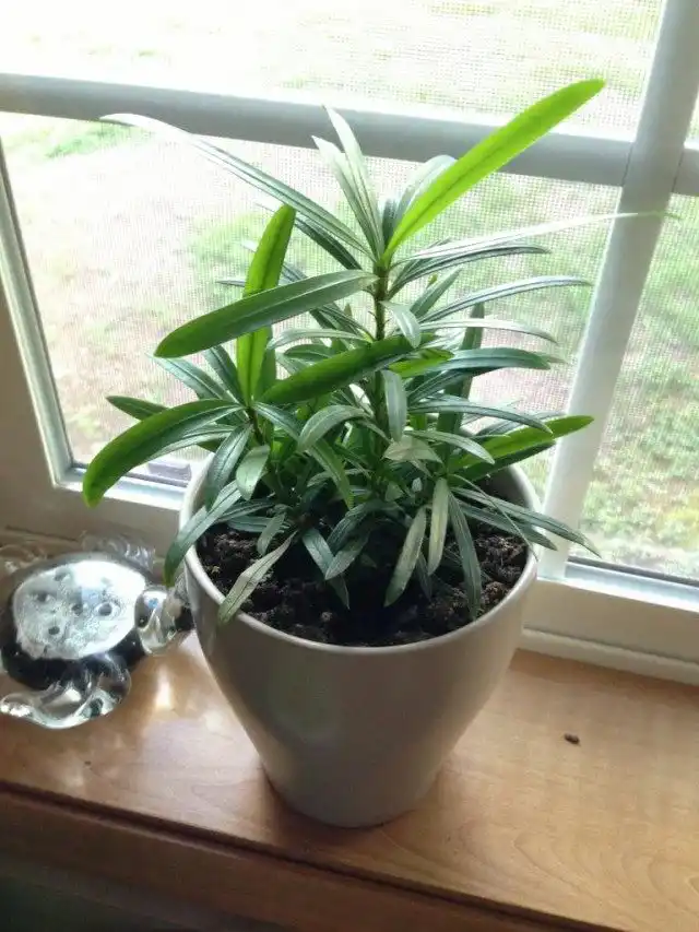 Молодой подокарп в горшке