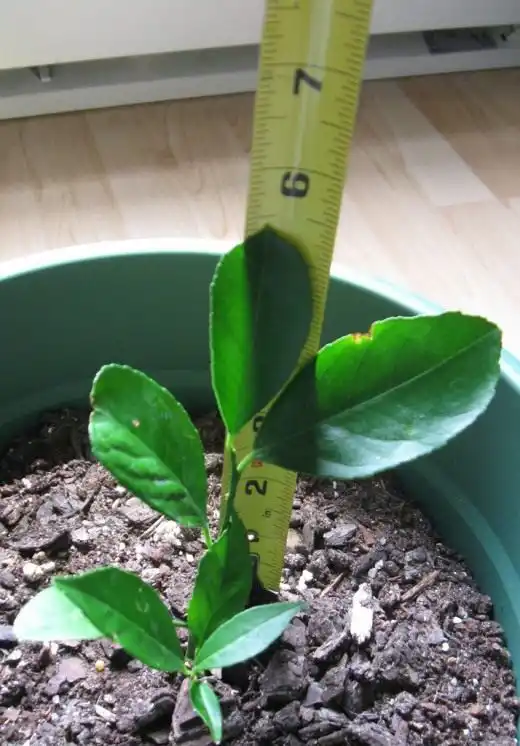 Цитрусовое дерево (Citrus tree)