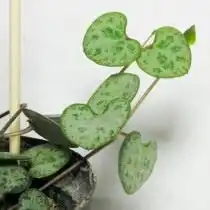 Церопегия Вуда, листья