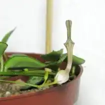 Церопегия Вуда, цветок