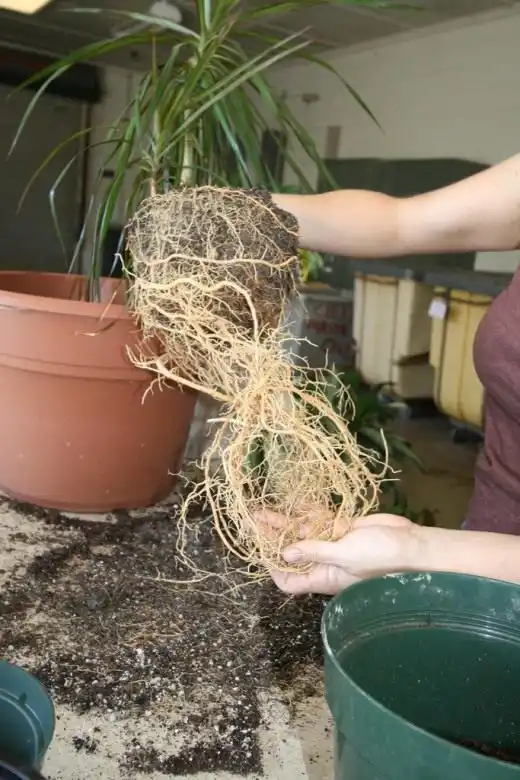 Пересадка комнатных растений