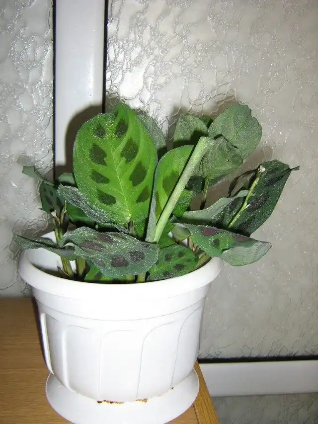 Маранта (Maranta)