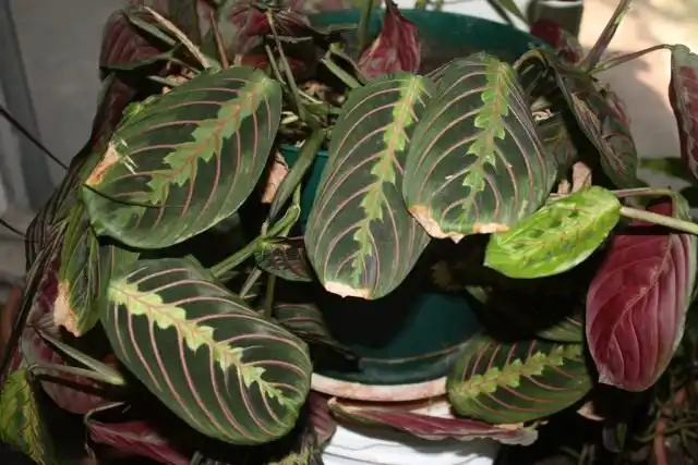 Маранта (Maranta)