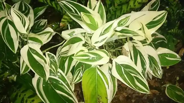 Маранта тростниковидная пёстролистная, вариегата (Maranta arundinacea 'Variegata')