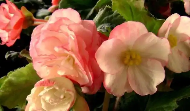 Бегония клубневая (Tuberous begonias)