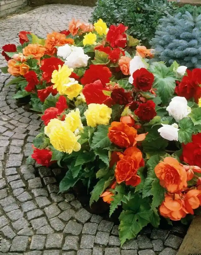 Бегония клубневая (Tuberous begonias)