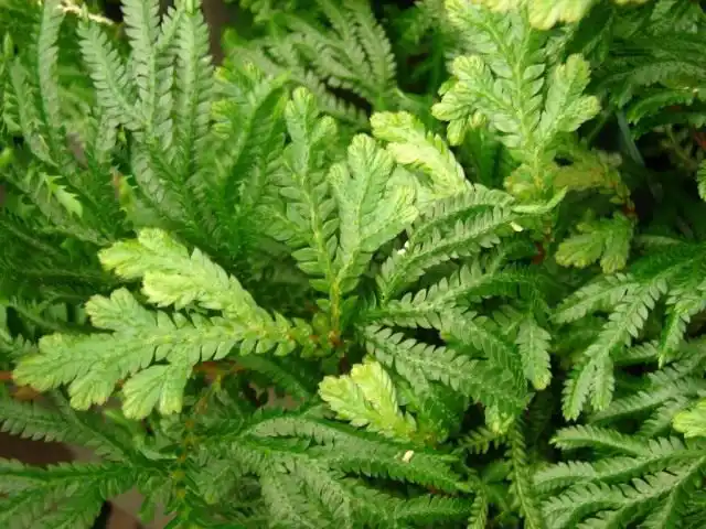 Селагинелла (Selaginella)